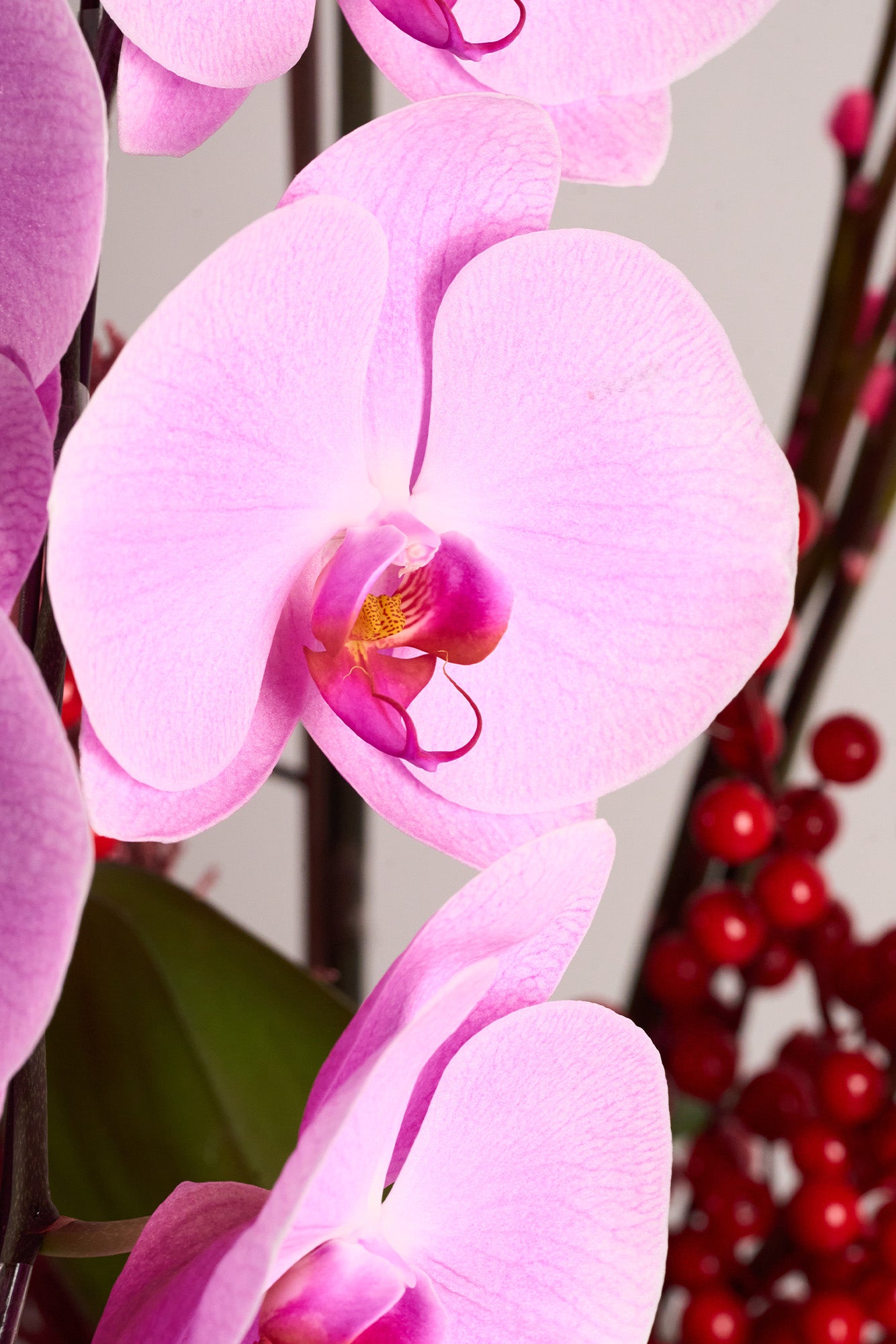 Radiant Year floral arrangement with pink Phalaenopsis orchids, red willow branches, and festive berries, symbolizing renewal, vibrancy, and prosperity for Lunar New Year 2025. Created by Just Bloom Hong Kong.